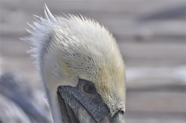 pelican
